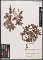 Salix bebbiana Sarg.